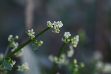 Madder flowers. Rubiaceae perennial vine plants. The roots are rose madder, which is a raw material for plant dyeing and is also used for medicinal herbs. 