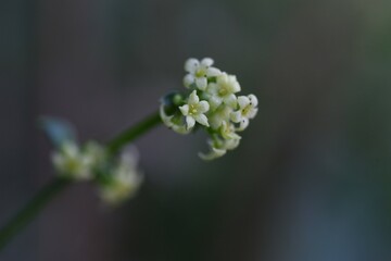 Madder flowers. Rubiaceae perennial vine plants. The roots are rose madder, which is a raw material for plant dyeing and is also used for medicinal herbs. 