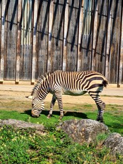 zebra eating grass