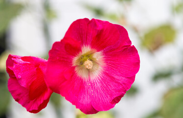 The photo shows a beautiful red hibiscus flower in daylight