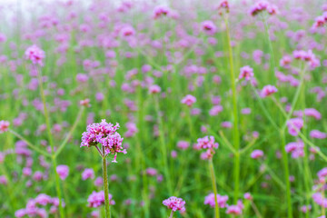 Fototapeta premium Verbena flowers blossom in the field on blurred background.
