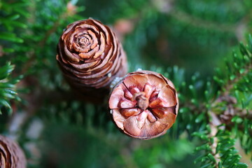 Jodła koreańska Abies koreana Kusang namu © Perovskia