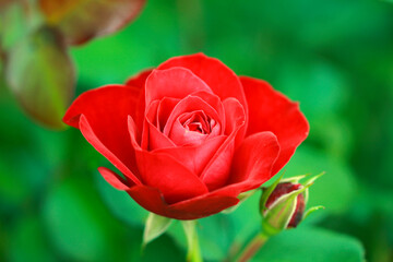 
Red rose on a warm summer day.