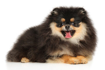A happy Pomeranian puppy lies on a white background