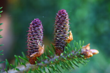 Jodła koreańska Abies koreana Kusang namu