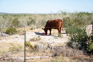 cows in the field