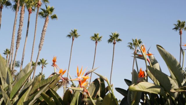 Palms in Los Angeles, California, USA. Summertime aesthetic of Santa Monica and Venice Beach on Pacific ocean. Strelitzia bird of paradise flower. Atmosphere of Beverly Hills in Hollywood. LA vibes.