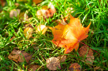 Maple leaf in autumn on green grass background postcard poster