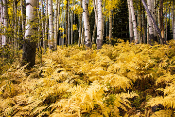 Yellow Ferns in The Fall
