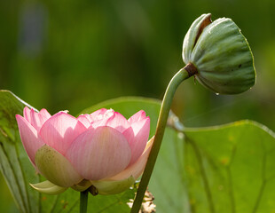 Beautiful horizontal closeup shot of a pink lotus flower and a green lotus stalk on the right