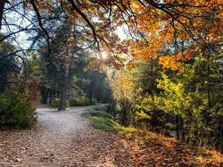 Sunlight through yellow and green autumn leaves. Golden autumn in the forest. Romantic calm relaxing landscape at sunset