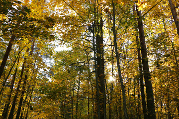 Fabulous tree leaves in autumn in the park.