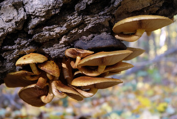 Royal mushrooms (Pholiota aurivella) on a fallen tree trunk in autumn, selective focus, horizontal orientation.
