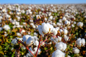 Blooming Cotton Field Ready for Harvest