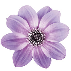 Dahlia purple flower on a white isolated background. Closeup. Nature.	
