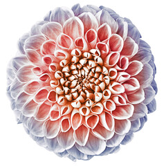 Light red  dahlia flower, white isolated background. Closeup. For design. Nature.	
