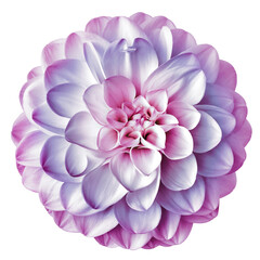 Pink-purple flower dahlia isolated on white background. For design. Closeup. Nature.	
