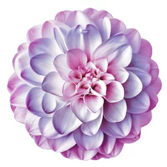 Poster Pink-purple flower dahlia isolated on white background. For design. Closeup. Nature.   © nadezhda F