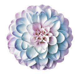 Fototapeta premium Dahlia flower, isolated on a white background. Closeup. For design. Nature. 