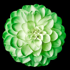 Yellow-green  dahlia flower. isolated on the black background. . Closeup. . Nature.	