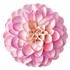 Pink  dahlia. Flower on a white isolated background with clipping path.  For design.  Closeup.  Nature.