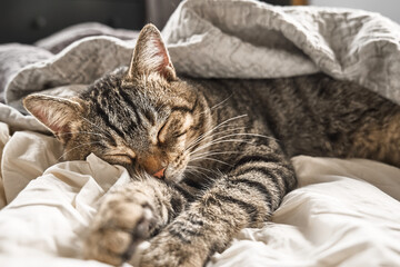 Cute tabby cat sleeping on white blanket on the bed. Funny home pet. Concept of relaxing and cozy wellbeing. Sweet dream.