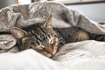 Cute tabby cat sleeping on white blanket on the bed. Funny home pet. Concept of relaxing and cozy wellbeing. Sweet dream.