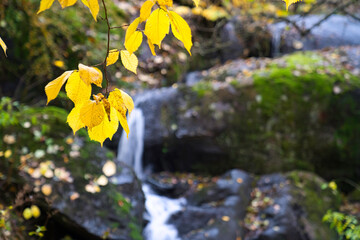秋の黄色く紅葉した葉、小さな滝を背景に