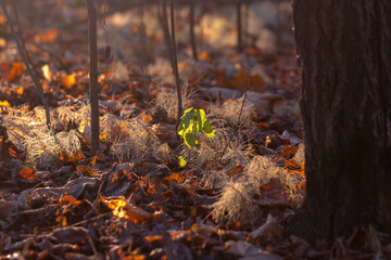 Dry leaves on the ground in the forest