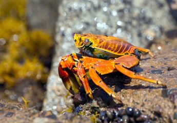 Red crab sitting on stone, sea crustacean
