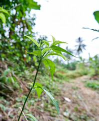 close-up of beautiful wild plants growing in the plantation