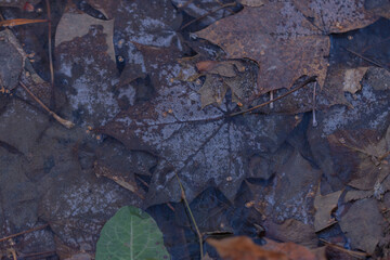 Fototapeta premium Autumn leaves are frozen in a puddle