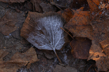Frost covered autumn leaves