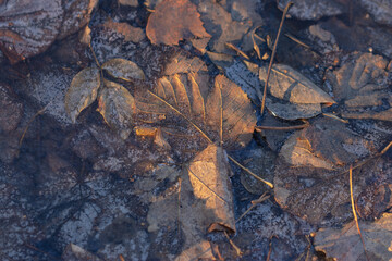 Autumn leaves are frozen in a puddle