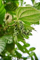 close-up of black pepper plant planted in a small garden. black pepper is growing a lot in the plantation.