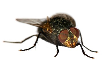 fly with red eyes, closeup of fly isolatet on the white