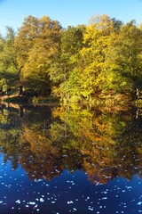 Fototapeta na wymiar Ohre river and autumnal view forest mirroring lake