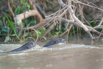 The giant otter or giant river otter (Pteronura brasiliensis)