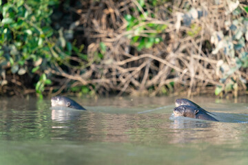 The giant otter or giant river otter (Pteronura brasiliensis)