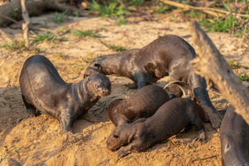 Fototapeta premium The giant otter or giant river otter (Pteronura brasiliensis)