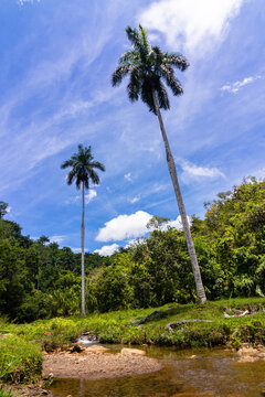 Royal palm tree in the middle of a rainforest near the river