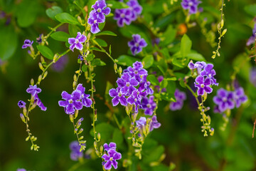 Purple Golden dewdrop flowers on a bush in the early morning