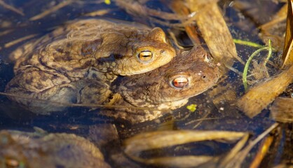 Common or European toad brown colored, Mating toads