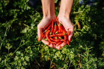 Hot chili pepper close-up in the hands of a girl against the background of a garden and greenery....