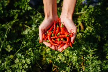 Foto op Canvas Hot chili pepper close-up in the hands of a girl against the background of a garden and greenery. Healthy organic food and harvesting. © Andrii