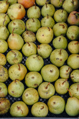 Boxes of ripe juicy pears stand after harvesting close-up. Healthy organic food.