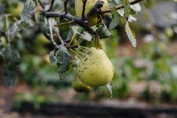 Ripe, mature pears grow close-up on trees in the garden. Agriculture, and healthy organic food.
