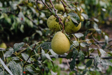 Ripe, mature pears grow close-up on trees in the garden. Agriculture, and healthy organic food.