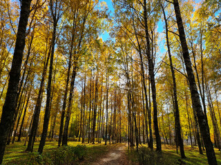 The Autumn Park. Autumn trees. Autumn Park.
