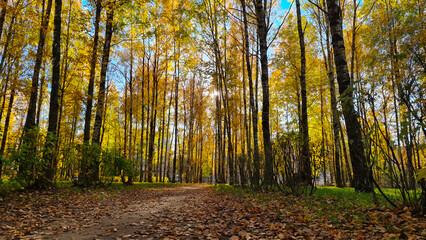 The Autumn Park. Autumn trees. Autumn Park.